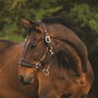 Padded Headcollar