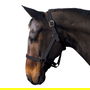 Economy Headcollar