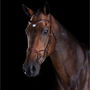 ComFiTec Training Bridle